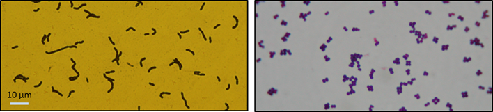 Lactobacillus, Pediococcus