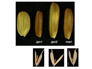 オーストラリアの野生イネ - 弘前大学農学生命科学部・作物育種学研究室